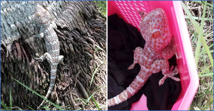 সাতক্ষীরায় ‘কোটি টাকা মূল্যের’ তক্ষক উদ্ধার