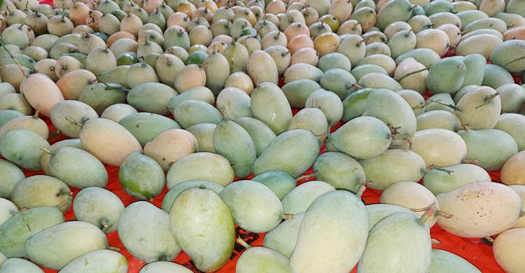 হংকং গেলো চাঁপাইনবাবগঞ্জের আম