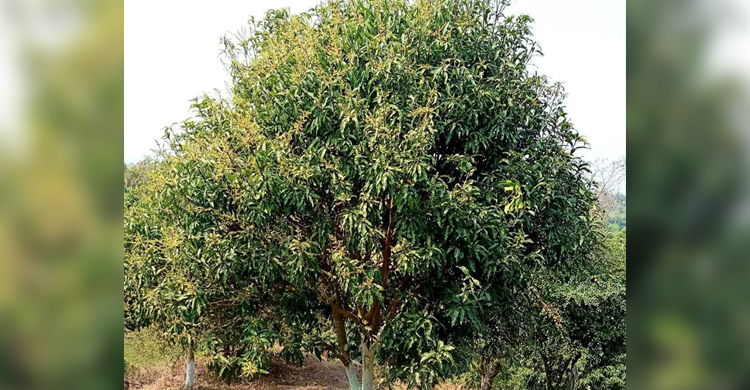 সোনালী মুকুলে স্বপ্নে বিভোর পাহাড়ের চাষিরা