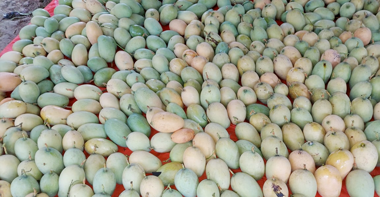 হংকং গেলো চাঁপাইনবাবগঞ্জের আম