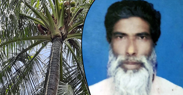 নারিকেল গাছের মাথায় উঠে মারা গেলেন কৃষক