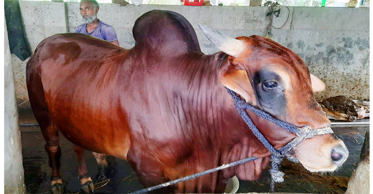 বঙ্গবন্ধুর নামে ৪৫ বছর ধরে পশু কোরবানি করছেন লতিফ বিশ্বাস