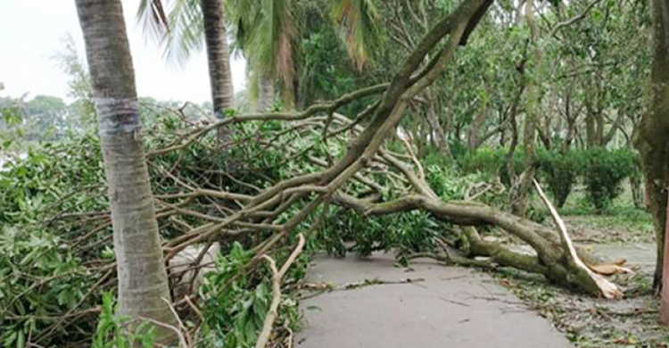 আম পাড়তে গিয়ে ডাল ভেঙে কৃষকের মৃত্যু