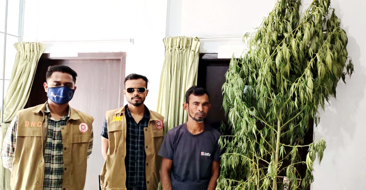 উঠানে গাঁজা চাষ, যুবক গ্রেফতার