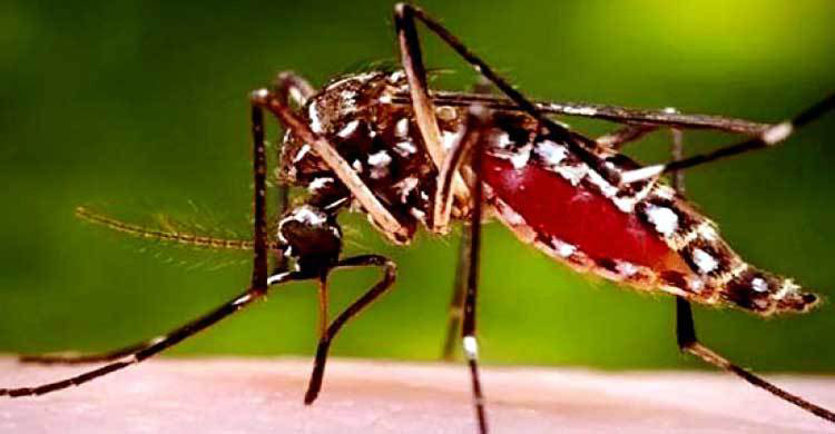 এডিস মশার ঘাঁটি মগবাজার-ইস্কাটন-বাসাবো-গোড়ান