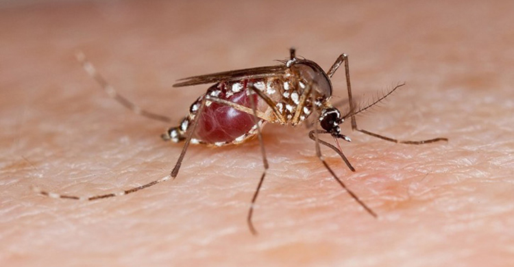 সন্তানকে ডেঙ্গু দেয় একমাত্র এডিস