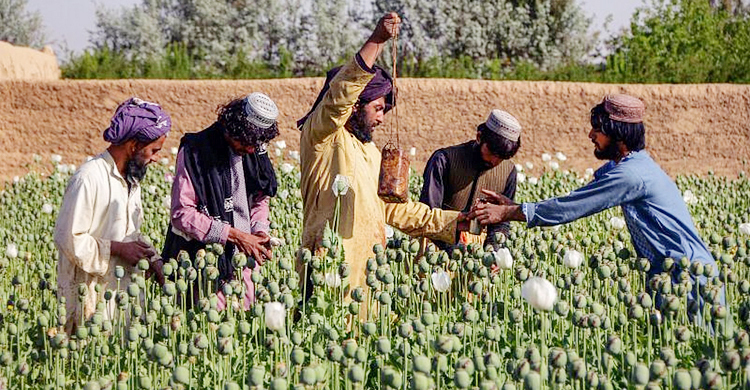 আফিম চাষ নিষিদ্ধ হলো আফগানিস্তানে