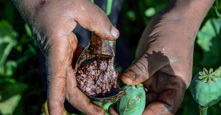 আফিম চাষ নিষিদ্ধ হলো আফগানিস্তানে