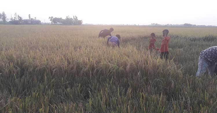 হবিগঞ্জে কৃষকের ঈদ আনন্দ এবার ধানের মাঠে ম্লান