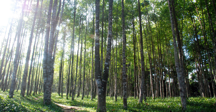 আগর শিল্পনগরী চান উদ্যোক্তারা