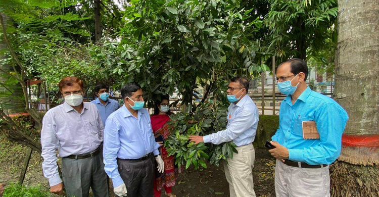 কফি-কাজুবাদামসহ অপ্রচলিত ফসলের উন্নত চারা কলম সরবরাহের নির্দেশ