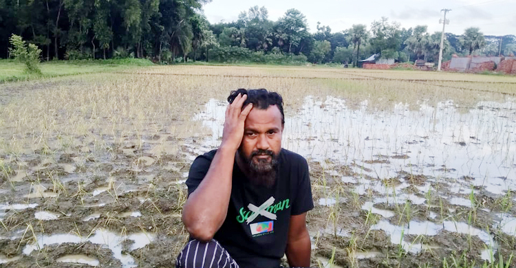 শত্রুতার বিষে পুড়ল কৃষকের ধানক্ষেত