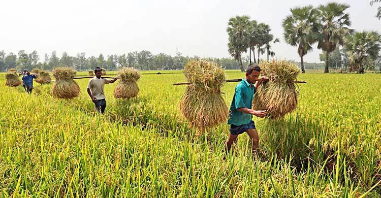 চট্টগ্রামে ৮১ হাজার কৃষক পাচ্ছেন প্রণোদনা