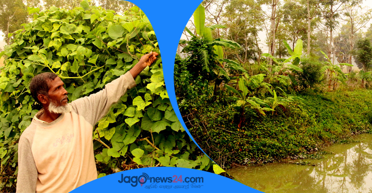 ধানসিঁড়ির দুই ধারে সবুজের সমারোহ