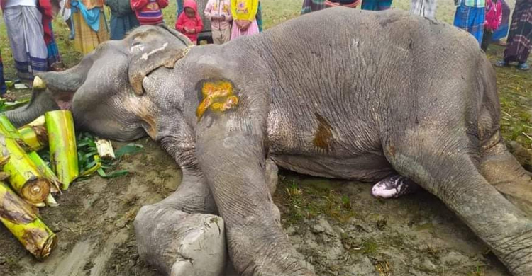 টাকা তুলতে গিয়ে সড়কেই মৃত্যুর কোলে ঢলে পড়ল হাতি