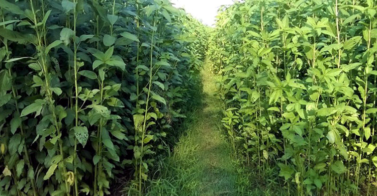 পাটক্ষেতে নারীর লাশ