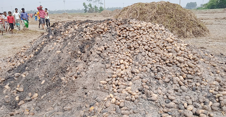 দুর্বৃত্তদের আগুনে পুড়ল ১২শ’ মণ আলু