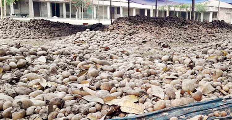 স্কুলমাঠে আলুর স্তূপ, পচন ধরে ব্যাহত পাঠদান