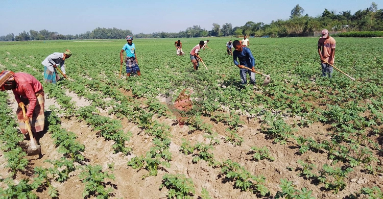 বাজারে অপরিপক্ব নতুন আলু