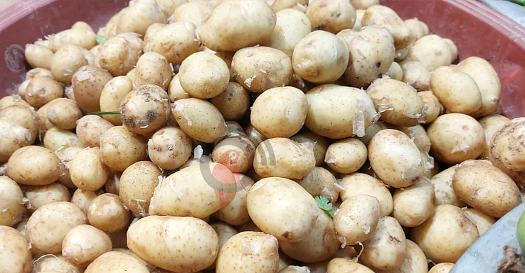 বাজারে আসছে নতুন আলু, চড়া দামে বিক্রি