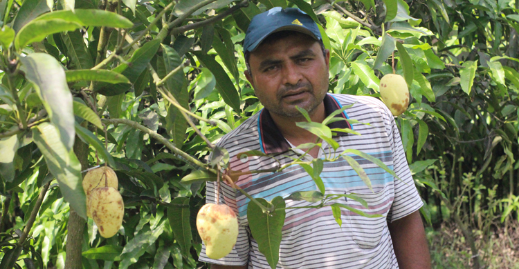 ১ কোটি টাকার আম বিক্রির আশা স্বপনের