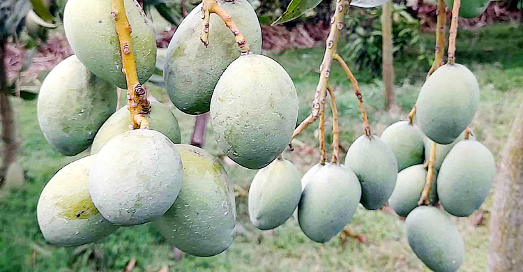 নওগাঁয় ২৫ মে থেকে আম পাড়া শুরু
