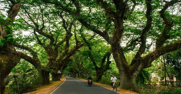 যশোর রোডের ৩০৫ গাছ কাটার অনুমতি দিলেন ভারতের সুপ্রিমকোর্ট
