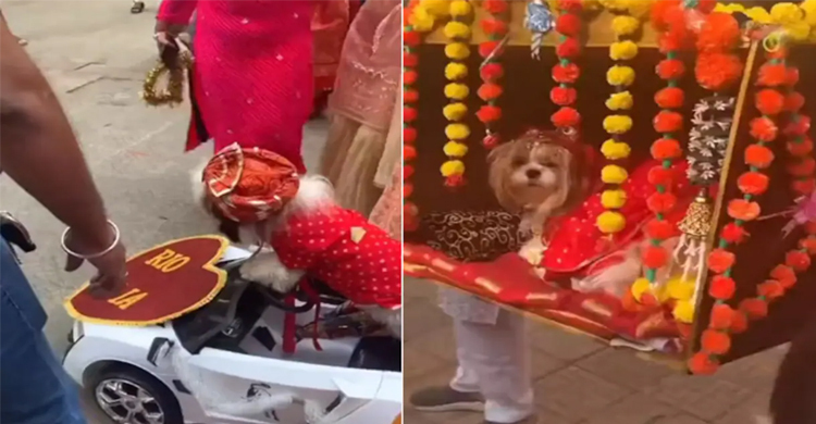 ধুমধাম করে কুকুরের বিয়ে, ভিডিও ভাইরাল