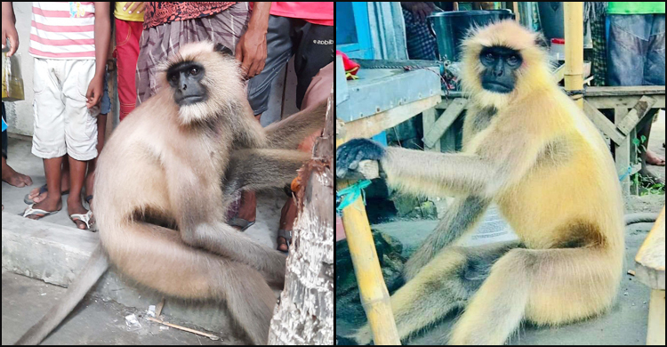 আদমদীঘিতে হনুমান দেখতে উৎসুক জনতার ভিড়