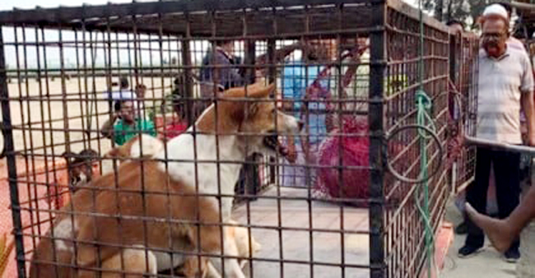 সেন্টমার্টিন থেকে আপাতত সরানো হচ্ছে না বেওয়ারিশ কুকুর