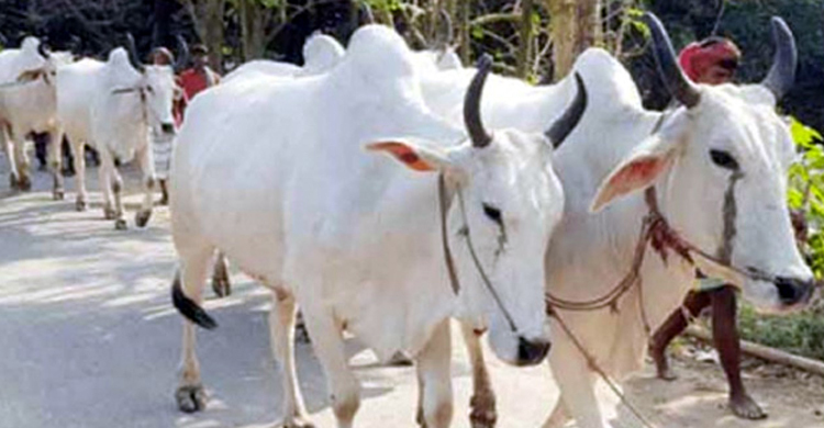 গরু গেল ভারতে, দুই বাংলাদেশি আটক