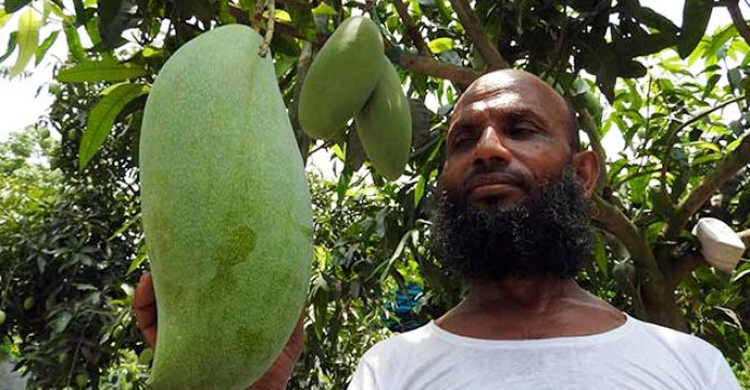 জিআই সনদ পেলো রাজশাহীর ফজলি