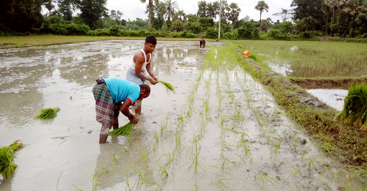 ফেনীতে আমন আবাদের লক্ষ্যমাত্রা সাড়ে ৬৬ হাজার হেক্টর