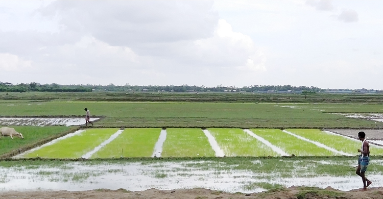 দু’বছরের ক্ষতি পোষাতে আমন আবাদে মন দিয়েছেন কৃষকরা