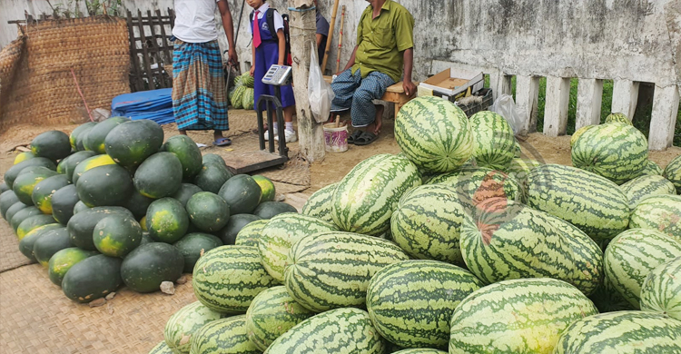 ঠাকুরগাঁওয়ে আনারসের কেজি ৭০ টাকা