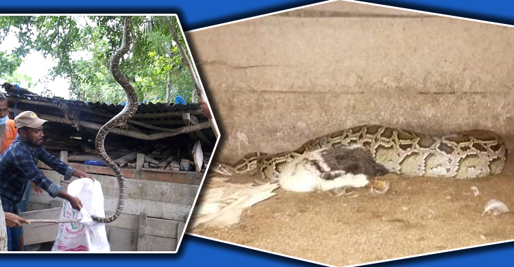 মোংলায় ৮ ফুট লম্বা অজগর উদ্ধার