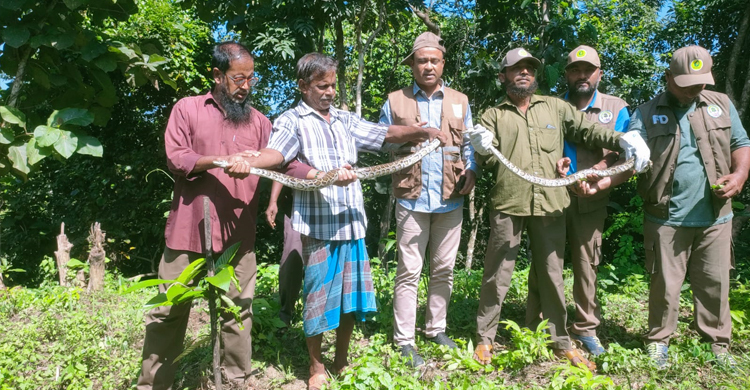 কাপ্তাই উদ্যানে দুই অজগর অবমুক্ত