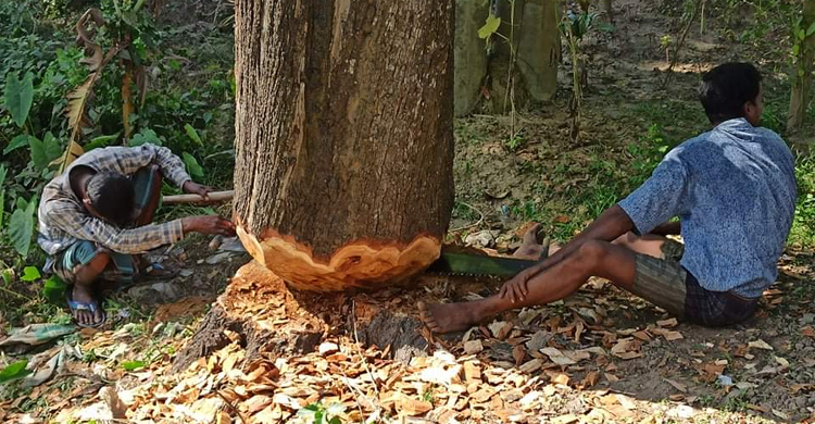 সরকারি গাছ কেটে রেলওয়ে কর্মকর্তা বললেন, সাধারণ মানুষ লাগিয়েছে