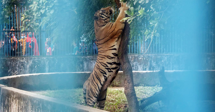 করোনায় মোটাতাজা হয়েছে জাতীয় চিড়িয়াখানার প্রাণীরা