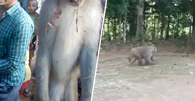 বানরের মৃত্যুদণ্ড কার্যকরের নেপথ্যে