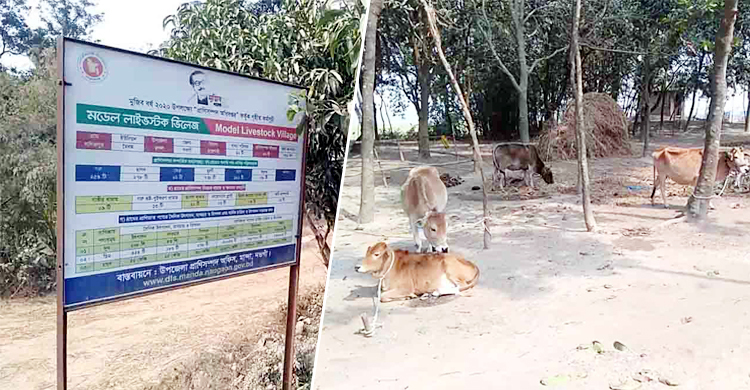 গবাদিপশুতে ভরপুর ললিতপুর এখন মডেল ভিলেজ