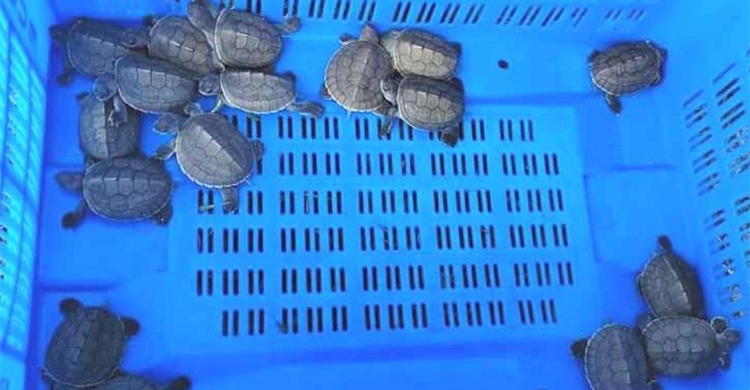 করমজলে এবার বাটাগুর বাসকার ঘরে ৩৭ ছানা