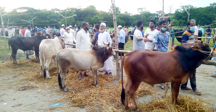 পটুয়াখালীতে ছাগলের দাম কম, গরুর বেশি