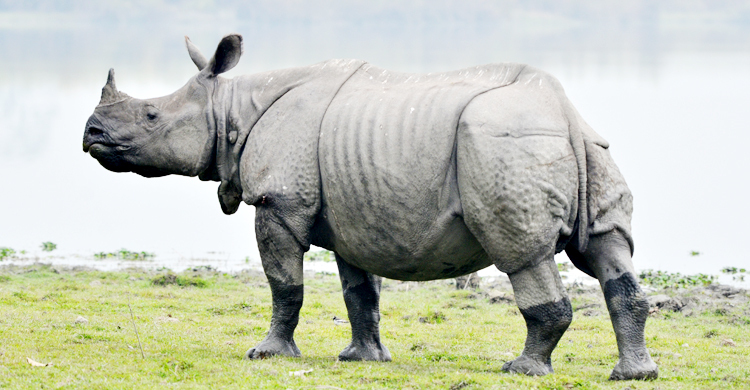 বিশ্ব গন্ডার দিবস আজ