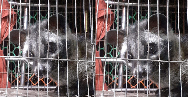 খাবারের সন্ধানে বাসায় ঢুকে আটকা পড়লো বিপন্ন প্রাণী ‘গন্ধগোকুল’