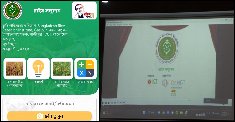 ছবি দেখেই ধানের রোগ চিহ্নিত করবে মোবাইল অ্যাপ ‘রাইস সল্যুশন’