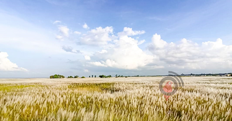 ফরিদপুরে আবেশ ছড়াচ্ছে দিগন্তজোড়া কাশফুল