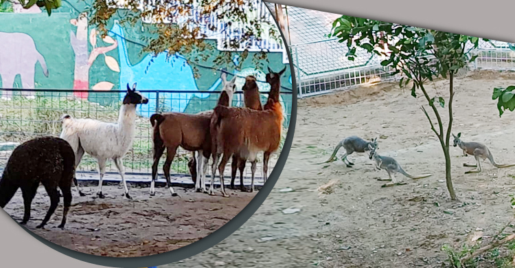 চট্টগ্রাম চিড়িয়াখানায় এলো এক ডজন ক্যাঙ্গারু ও লামা