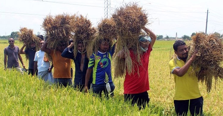 মাগুরায় কৃষকের পাশে ছাত্রলীগ-ছাত্রদল