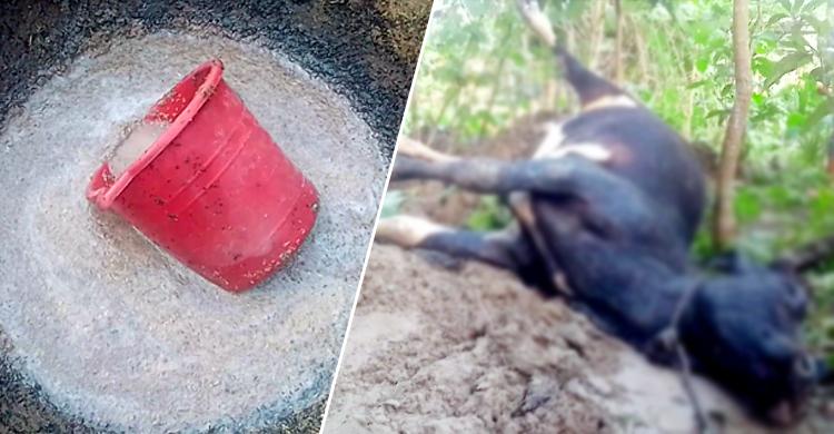 দিনে-দুপুরে কীটনাশক খাইয়ে দুটি গরুকে হত্যা করল দুর্বৃত্তরা